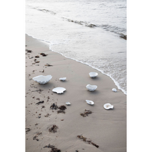 Učitajte sliku u preglednik galerije, / ŠKOLJKA zdjela /